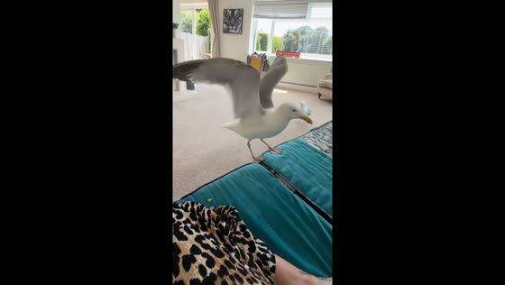 Two seagulls enter a home for a snack in Selsey, West Sussex, England, UK