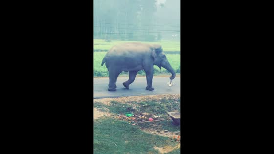 Elephant stole a sack from neighborhood in Jhapa, Nepal