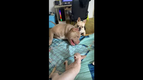 Fearless Sphynx cat takes on two dogs in Jiangsu, China