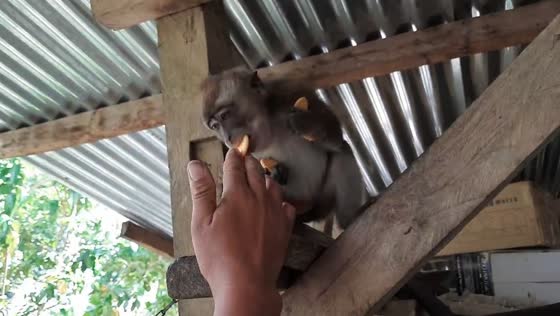 The cute Monkey accepted all the food given to him even though he couldn't hold it all!