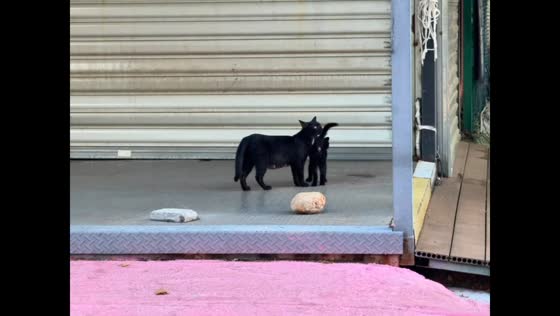 Kitten adorably squeezes between a cat’s legs in Sichuan, China