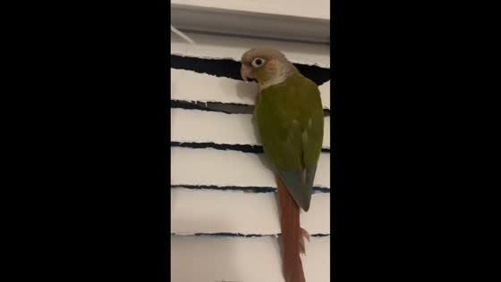 Parrot caught chewing blinds in Santa Rosa Beach, Florida, USA
