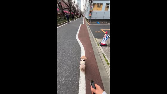 Poodle follows road line during walk in Tokyo, Japan