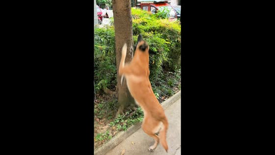 Energetic dog repeatedly jumps at tree in Sichuan, China