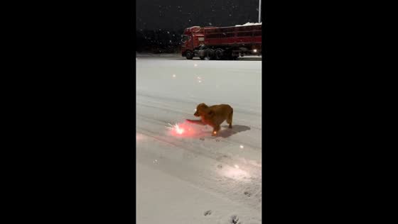 Golden retriever startled by small fireworks on snowy road in Shandong, China