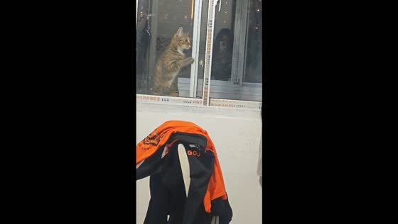 Clever cat slides open window to let itself into home in Jiangsu, China