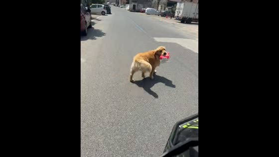 Golden Retriever delivers package to woman in adorable errand in Zhejiang, China