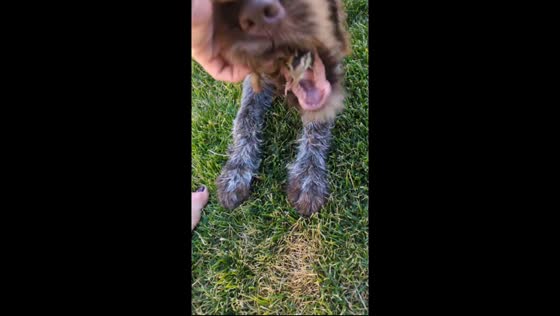Dog gently plays with tiny bird inside its mouth in Boise, Idaho, USA