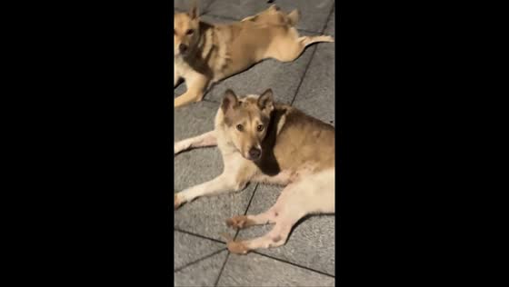 Stray dogs chase playful singer in Shandong, China