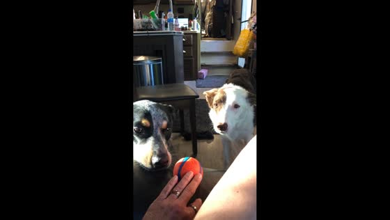 Older dog grumpily guards ball from younger dog in Monroe, Washington, USA