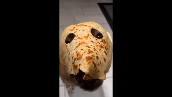 Dog stays still with pancake mask in Paris, France