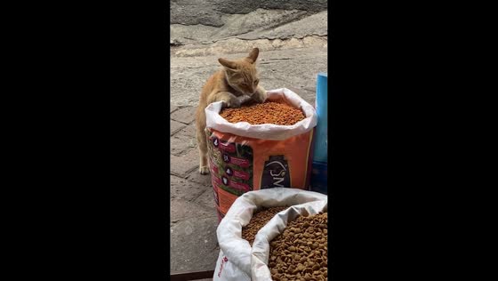 Stray cat feasts on pet food in Zambales, Philippines