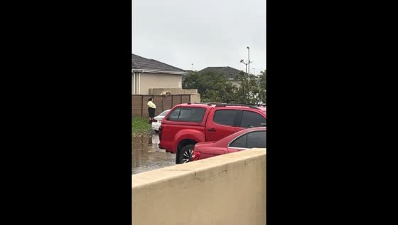 Curious dog peeks over fence in East London, South Africa