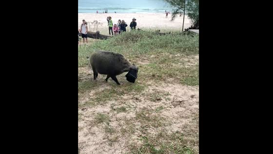 Wild boar steals bag in Guangdong Province, China