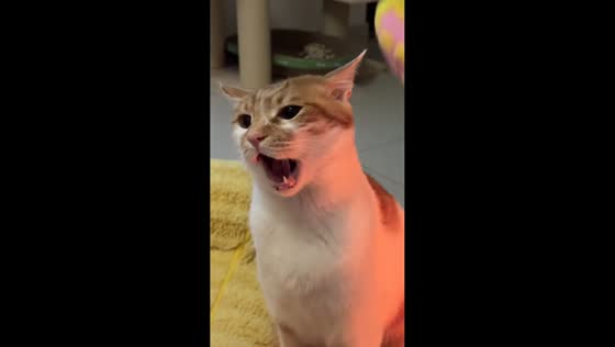 Teasing cat reaches peak annoyance in Jiangsu, China