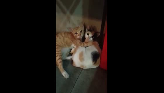 Cat romance caught on camera!