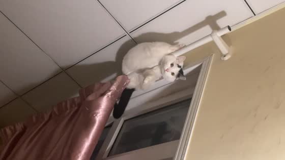 Cat loses balance and falls from curtain rod in Beijing, China