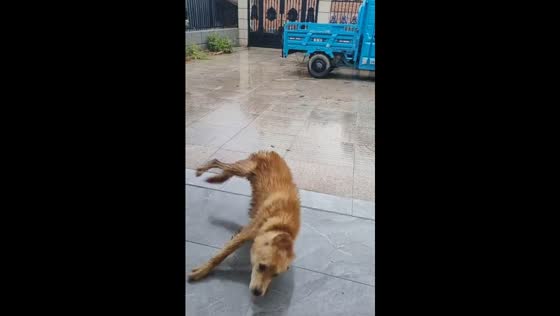 Wet dog slips and tumbles while running in Shandong, China