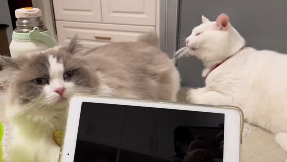 White cat playfully pulls fur of companion in Anhui, China