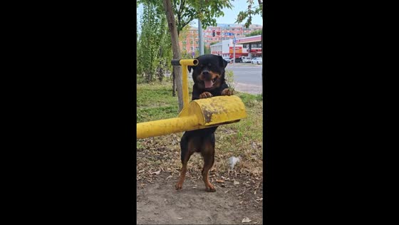 Playful Rottweiler enjoys seesaw fun in Heilongjiang, China