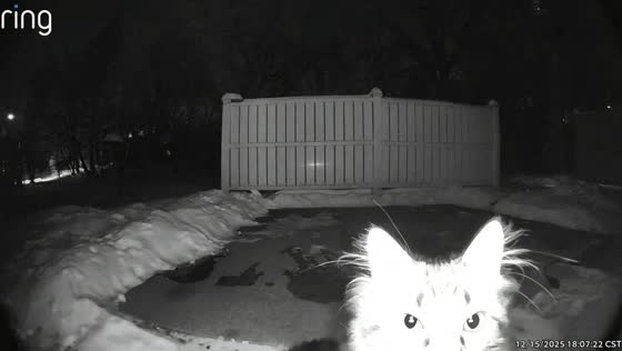 Kitten's tiny roar and frosty breath delight Ring camera in Minnesota, USA