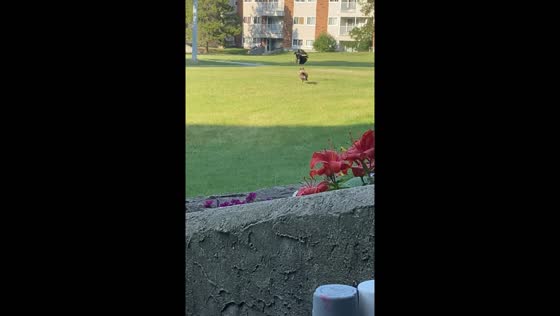 Crow teases cat, cat chases crow in Edmonton