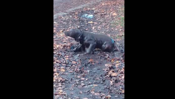 Milo, the adorable Sprocker Spaniel, loves to play in mud in Motherwell, Scotland