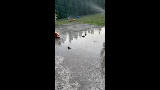 Snail 'race' spotted crawling slowly in Pasco, Washington