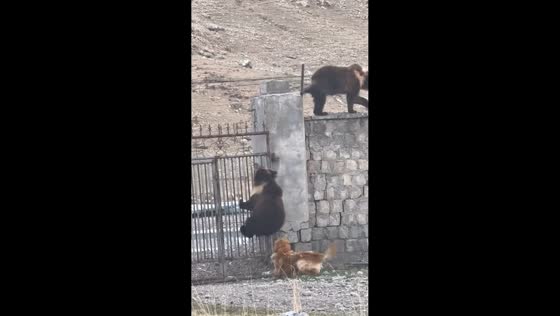 Dog barks at bears trying to cross fence in Tibet, China