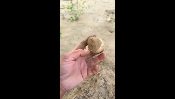 Naturally dried mushrooms found under the sand in Xinjiang, China