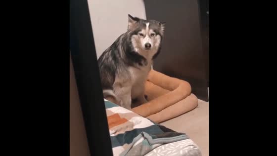 Sweet homecoming: husky Aki's reaction when owner returns after long absence
