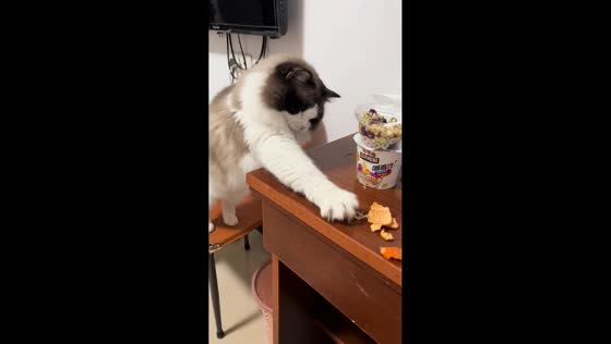 Cat hilariously falls off chair reaching for orange peel in Jiangxi, China