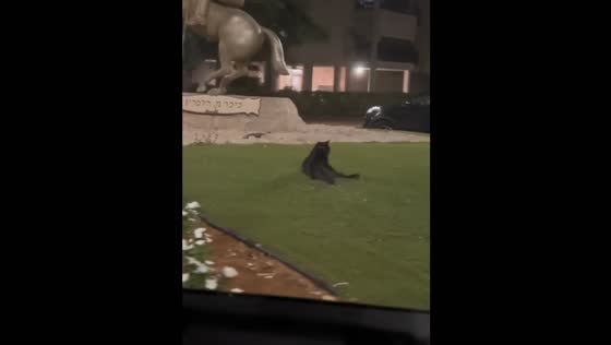 Friends spot cat sitting funny and can’t stop laughing in Israel
