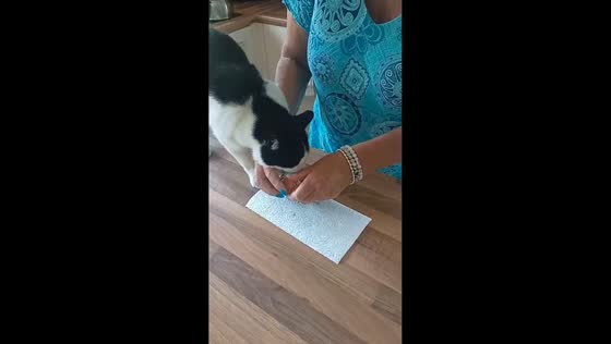 Cat impatiently eats egg before owner finishes peeling it in Kosharitsa, Nessebar, Bulgaria