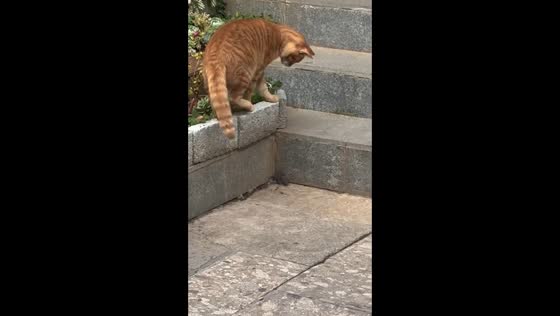 Cat accidentally knocks a brick onto a mouse on a stairway in Yunnan, China