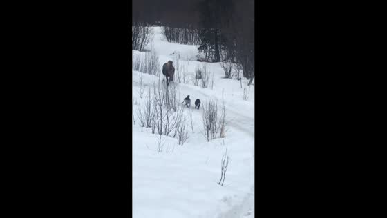 Moose chases dogs in snowy Homer, Alaska, USA