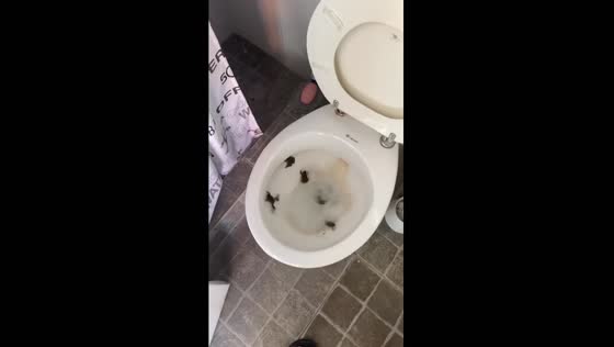 Toilet flush unleashes amphibious intruders in San Antonio de Areco