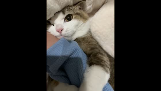 Clingy cat refuses to let go in Guangdong, China