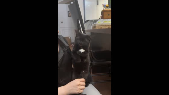 Hungry black cat hilariously munches on food in Chongqing, China