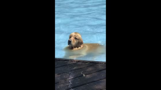 Dog sits motionless in pool despite cold water in Xinjiang, China