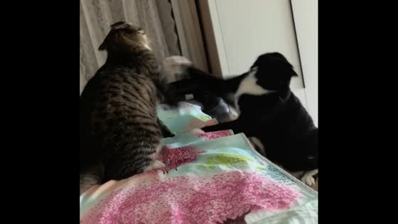 Playful cat battle with hard paws in Hubei, China