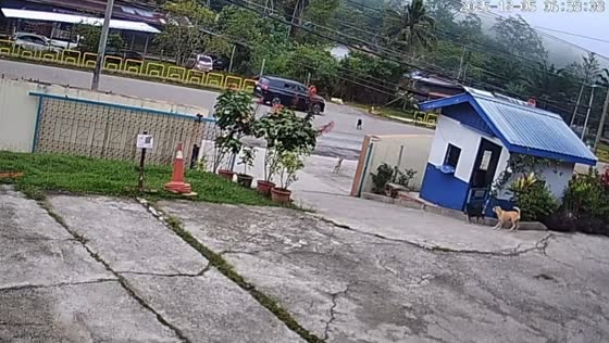 Motorcycle rider chased by cow in Keningau, Sabah, Malaysia