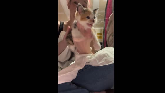 Kitten Hazel makes her feelings clear: not a fan of burping!