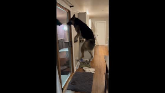 German Shepherd hops playfully around the dining area in Pleasant Prairie, Wisconsin, USA