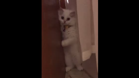 Cute kitten reaction while playing with the owner in Indonesia