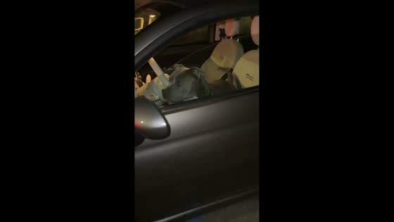 Dog honks car horn to call owner back in Montecatini, Italy