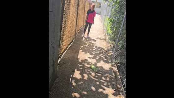 Child runs from iguana on path in Puerto Rico