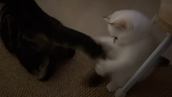 Kitten tries to catch playful cat's tail in Guangdong, China