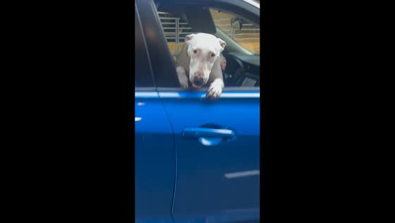 Excited airport pickup dog greets owner at Phoenix, USA