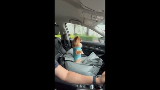 Pomeranian enjoys car ride in Bangkok, Thailand